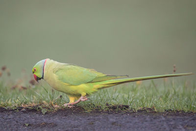 Bird perching on a field