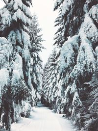 Snow covered plants by trees against sky