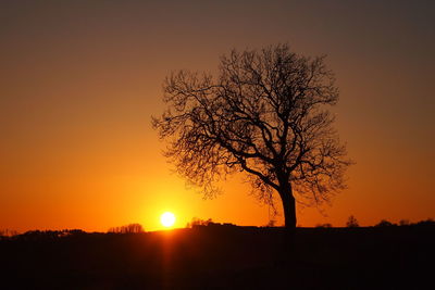 Silhouette of trees at sunset