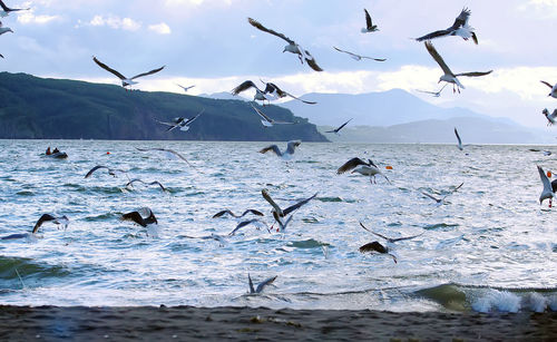 Seagulls flying over sea against sky