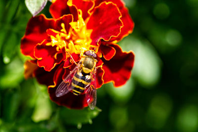 Close-up of hoverfly on red flower