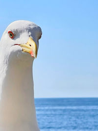 Pelican portrait