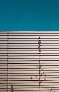 Dead plant against corrugated iron on sunny day