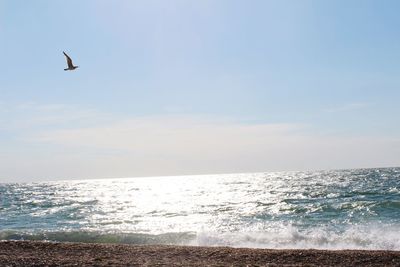 Bird flying over sea against sky