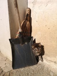 Portrait of cat sitting on wall