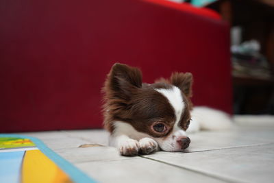 Portrait of dog relaxing on table at home