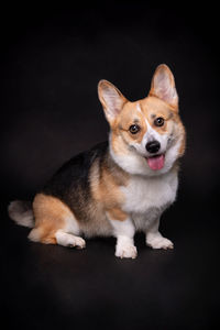 Close-up portrait of dog against black background