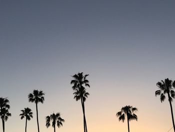 Silhouette palm trees against clear sky at sunset