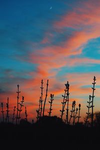 Silhouette of trees against dramatic sky