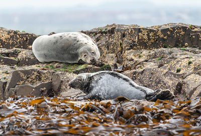 View of seal on rocks at beach