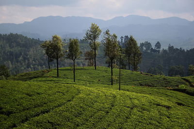 Trees growing on green field