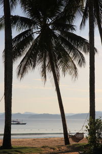 Palm trees growing by lake against sky