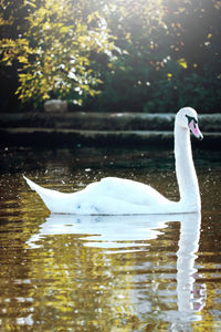 Swan swimming in lake