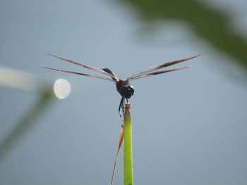 Close-up of damselfly on leaf against sky