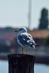 Close-up of seagull perching on wooden post