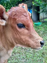 Close-up of horse in grass