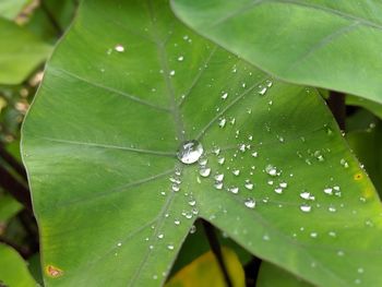 Close-up of wet leaves