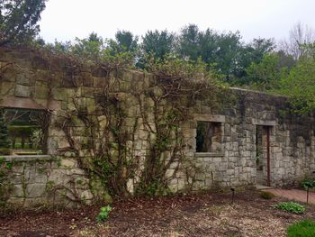 Plants growing on old abandoned building