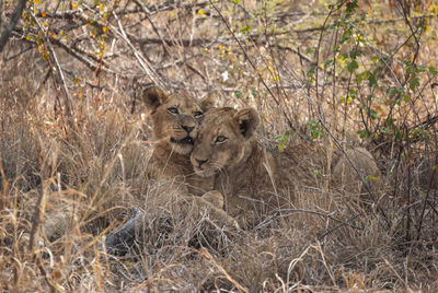 Lions resting in the heat of the day