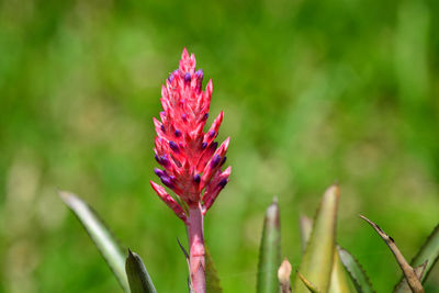 Close-up of pink flowering plant on field