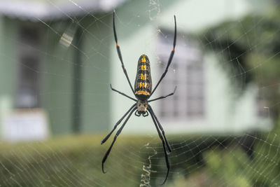 Close-up of spider on web