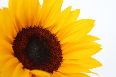 Close-up of sunflower blooming outdoors