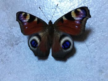 Close-up of butterfly