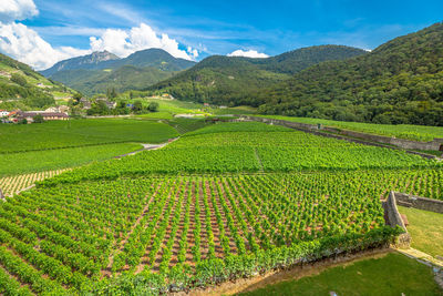 Scenic view of agricultural field against sky