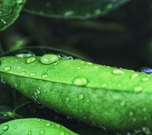 Close-up of raindrops on green leaves