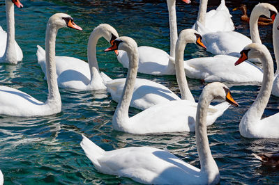 Swans swimming in lake