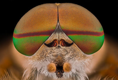 Close-up portrait of an insect