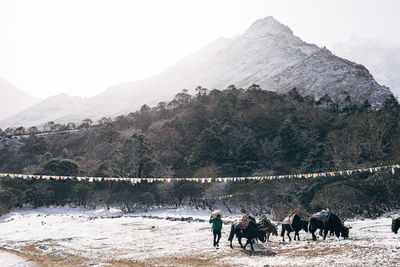 View of horses on mountain