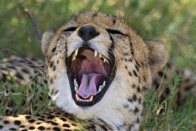 Yawning cheetah 