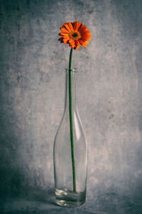 Close-up of flowers in glass