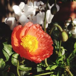 Close-up of flower blooming outdoors