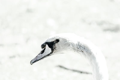 Close-up of a bird on snow