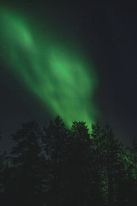 Low angle view of trees against northern lights