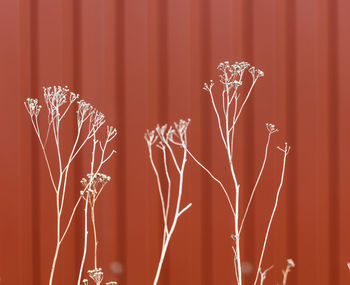 Close-up of plant against wall