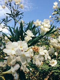 Close-up of white flowers blooming on tree against sky