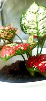 Close-up of strawberries in plate