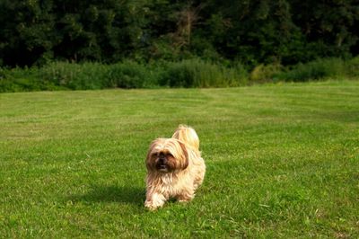 Portrait of dog on field
