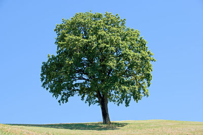 Tree on field against clear sky