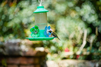 Bird perching on a feeder