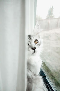 Silver maine coon kitten in the curtains