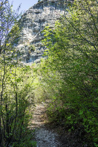 Trees in forest