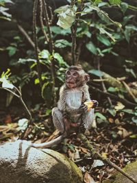 Monkey looking away while sitting on branch