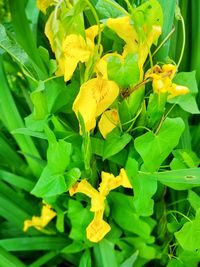 Close-up of yellow flowers blooming outdoors