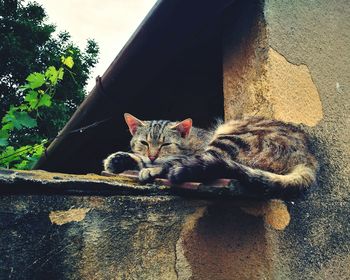 Close-up of cat