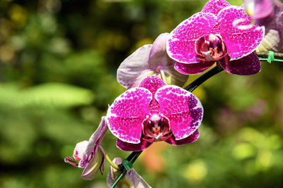 Close-up of pink flowering plant