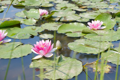 High angle view of lotus water lily in pond